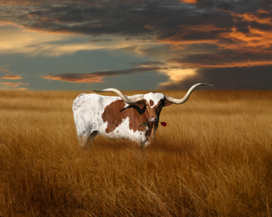 Texas Steer.png